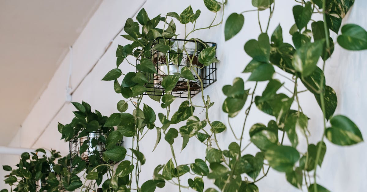 Epipremnum Pinnatum Albo Care