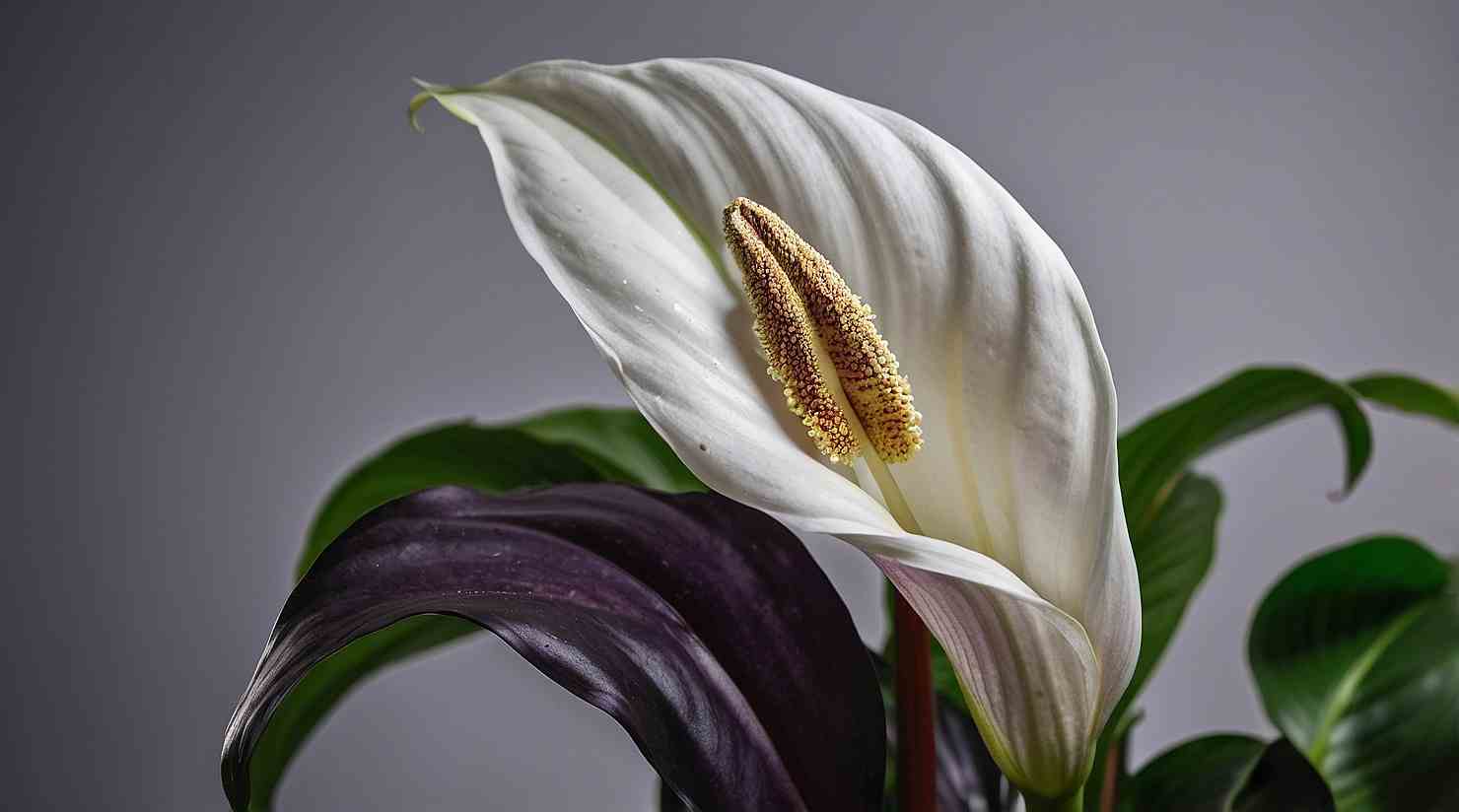 Purple Peace Lily