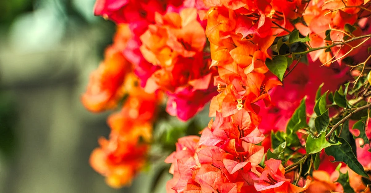 Vibrant Red & Orange Blooms