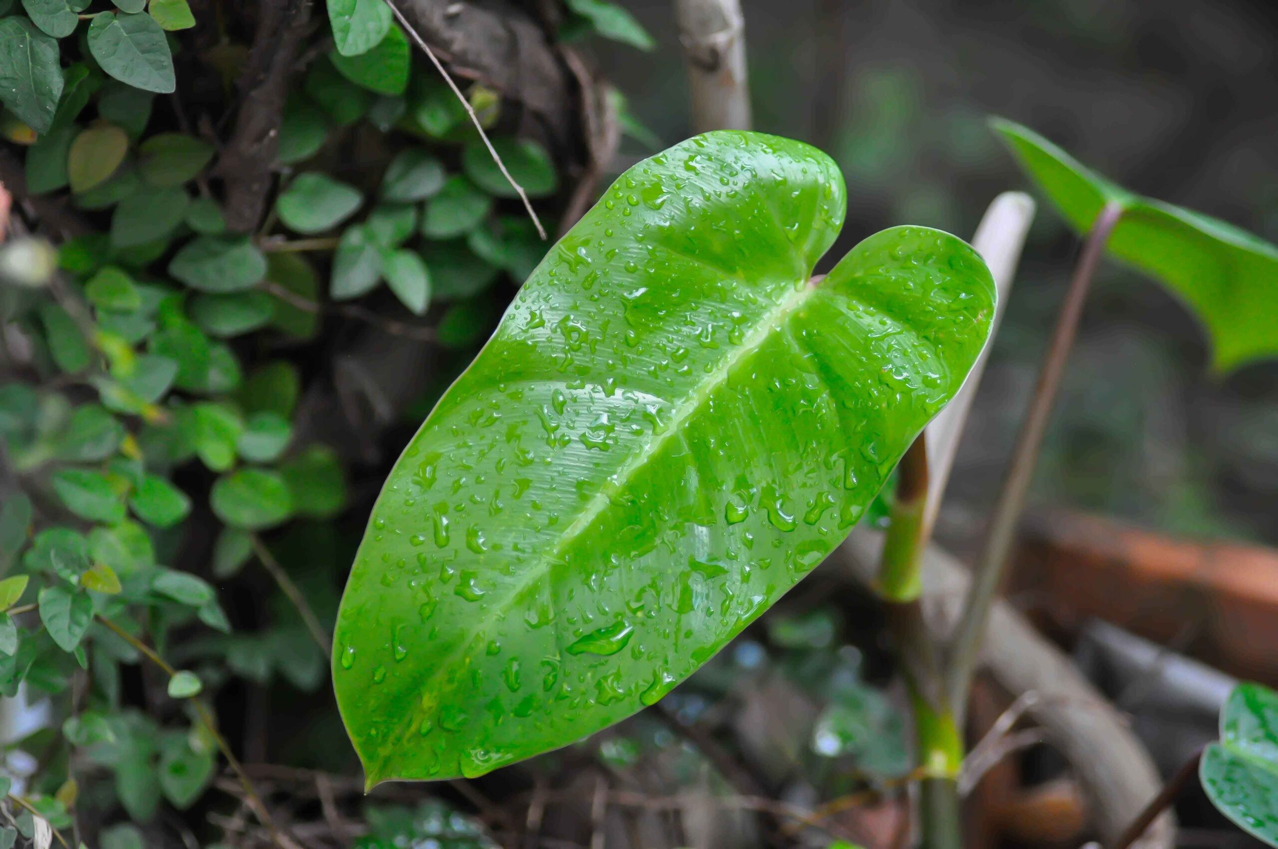 Philodendron Spiritus Sancti