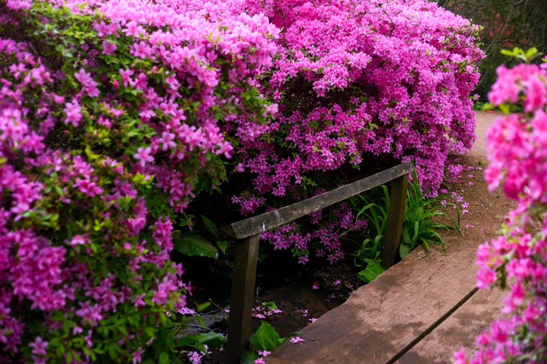 Pink Flowering Bushes
