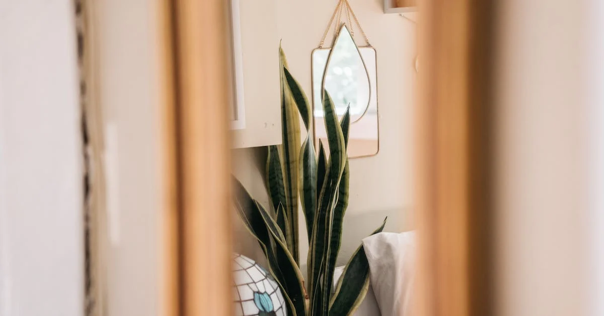 Sansevieria Snake Plants