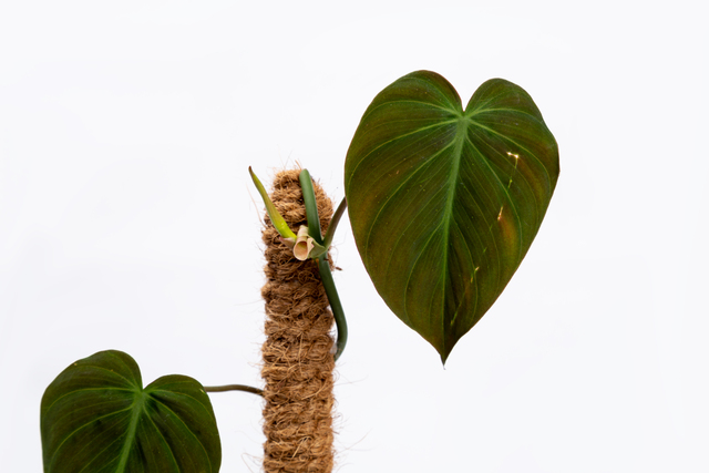 Velvet Philodendron Care