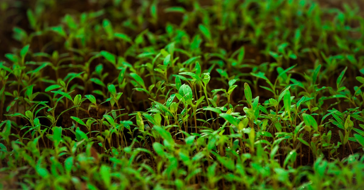 Grow Dots