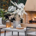 White Monstera Outdoor Care