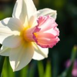 Close-up of a Pink Charm Daffodil with white petals and a pink-rimmed cup in a dewy garden.