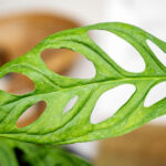 Monstera obliqua: Where Rarity Meets Natural Elegance