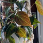 Philodendron Micans
