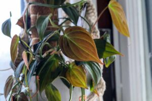 Philodendron Micans