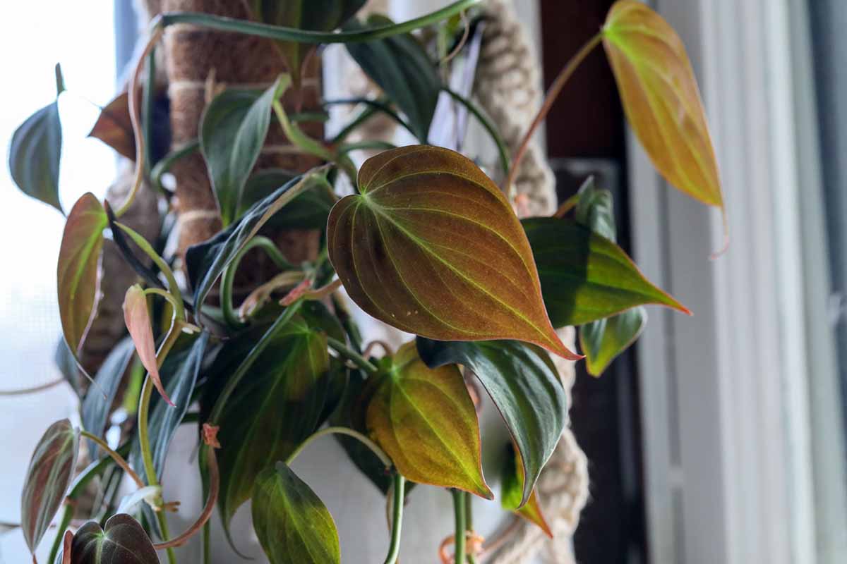 Philodendron Micans