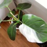 White Wizard Philodendron