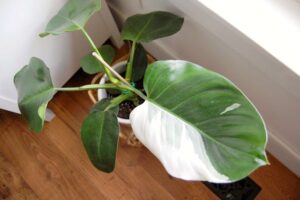 White Wizard Philodendron