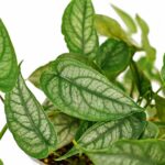 Monstera siltepecana