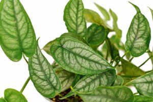 Monstera siltepecana