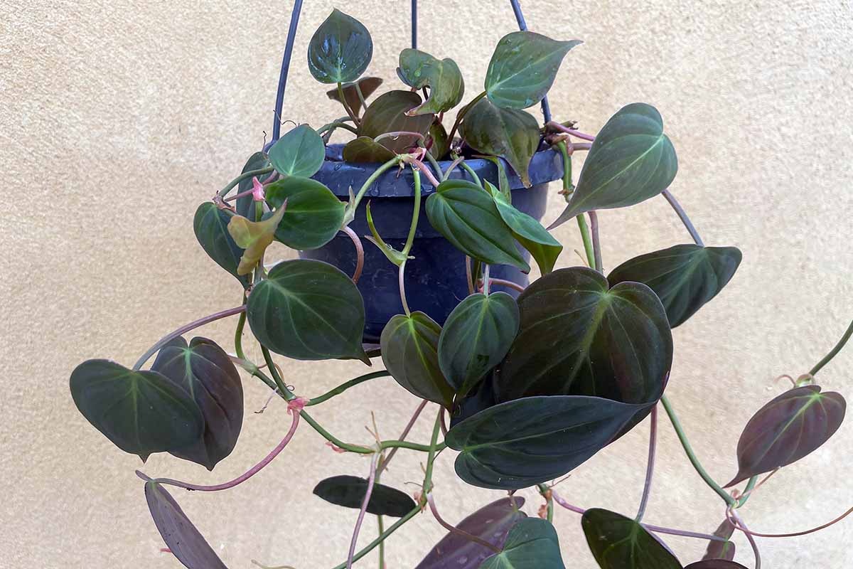Philodendron Micans